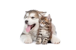 Falinaptár Young Love-Kittens & Puppies 30x30cm REALSYSTEM 6097-YL