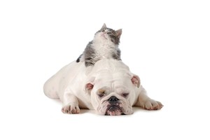 Falinaptár Young Love-Kittens & Puppies 30x30cm REALSYSTEM 6097-YL