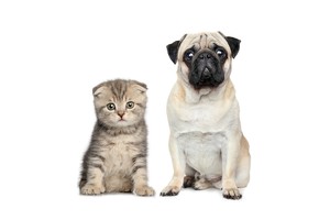 Falinaptár Young Love-Kittens & Puppies 30x30cm REALSYSTEM 6097-YL