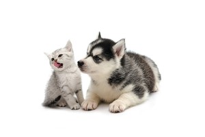 Falinaptár Young Love-Kittens & Puppies 30x30cm REALSYSTEM 6097-YL