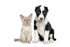 Falinaptár Young Love-Kittens & Puppies 30x30cm REALSYSTEM 6097-YL