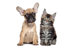 Falinaptár Young Love-Kittens & Puppies 30x30cm REALSYSTEM 6097-YL