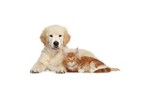 Falinaptár Young Love-Kittens & Puppies 30x30cm REALSYSTEM 6097-YL