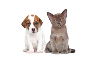Falinaptár Young Love-Kittens & Puppies 30x30cm REALSYSTEM 6097-YL
