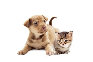 Falinaptár Young Love-Kittens & Puppies 30x30cm REALSYSTEM 6097-YL