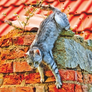 Falinaptár 30x34cm Cats REALSYSTEM 6087 álló 8 lap