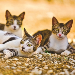 Falinaptár 30x34cm Cats REALSYSTEM 6087 álló 8 lap