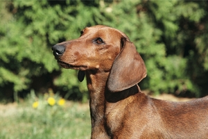 Falinaptár 30x34cm Dogs REALSYSTEM 6087 álló 8 lap