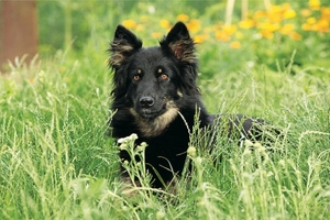 Falinaptár 30x34cm Dogs REALSYSTEM 6087 álló 8 lap