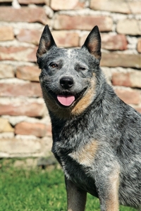 Falinaptár 30x34cm Dogs REALSYSTEM 6087 álló 8 lap
