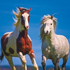 Falinaptár 30x34cm Horses REALSYSTEM 6087 álló 8 lap