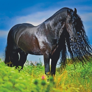 Falinaptár 30x34cm Horses REALSYSTEM 6087 álló 8 lap