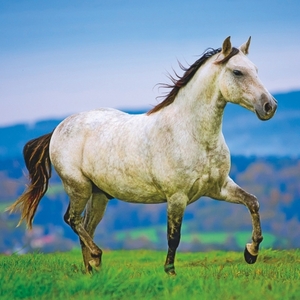 Falinaptár 30x34cm Horses REALSYSTEM 6087 álló 8 lap