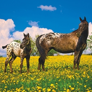 Falinaptár 30x34cm Horses REALSYSTEM 6087 álló 8 lap