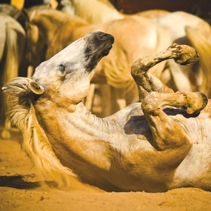 Falinaptár 30x34cm Horses REALSYSTEM 6087 álló 8 lap