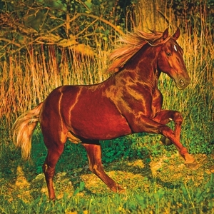 Falinaptár 30x34cm Horses REALSYSTEM 6087 álló 8 lap