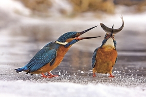 Falinaptár 30x30cm Birds REALSYSTEM 6097 Birds Kingfisher World