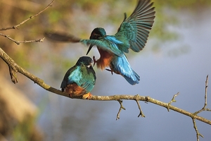 Falinaptár 30x30cm Birds REALSYSTEM 6097 Birds Kingfisher World