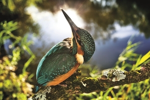 Falinaptár 30x30cm Birds REALSYSTEM 6097 Birds Kingfisher World