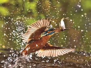 Falinaptár 30x30cm Birds REALSYSTEM 6097 Birds Kingfisher World