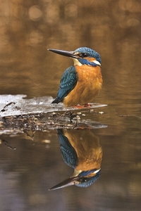 Falinaptár 30x30cm Birds REALSYSTEM 6097 Birds Kingfisher World