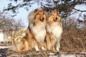 Falinaptár 30x30cm Dogs REALSYSTEM 6097