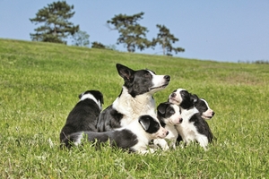 Falinaptár 30x30cm Dogs REALSYSTEM 6097