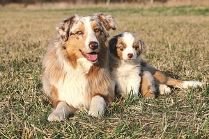Falinaptár 30x30cm Dogs REALSYSTEM 6097