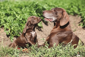 Falinaptár 30x30cm Dogs REALSYSTEM 6097