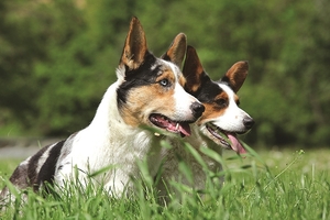 Falinaptár 30x30cm Dogs REALSYSTEM 6097
