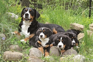Falinaptár 30x30cm Dogs REALSYSTEM 6097