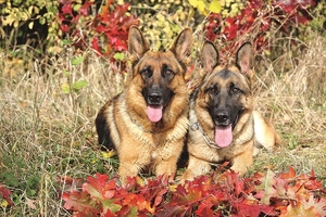 Falinaptár 30x30cm Dogs REALSYSTEM 6097