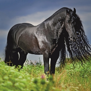 Falinaptár 30x30cm Horses Chr. REALSYSTEM 6097 Christiane Slawik