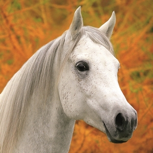 Falinaptár 30x30cm Horses Chr. REALSYSTEM 6097 Christiane Slawik