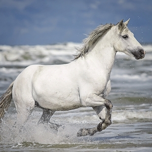 Falinaptár 30x30cm Horses & t. REALSYSTEM 6097 Horses & the Sea
