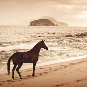Falinaptár 30x30cm Horses & t. REALSYSTEM 6097 Horses & the Sea