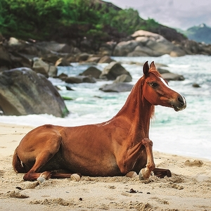 Falinaptár 30x30cm Horses & t. REALSYSTEM 6097 Horses & the Sea