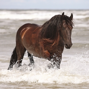 Falinaptár 30x30cm Horses & t. REALSYSTEM 6097 Horses & the Sea