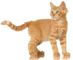 Falinaptár 30x30cm Kittens REALSYSTEM 6097