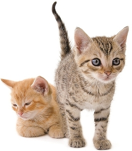 Falinaptár 30x30cm Kittens REALSYSTEM 6097