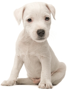 Falinaptár 30x30cm Puppies REALSYSTEM 6097