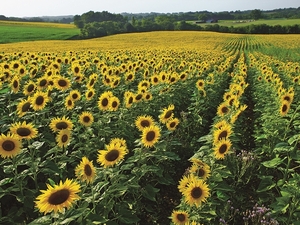Falinaptár 30x30cm Sunflowers REALSYSTEM 6097