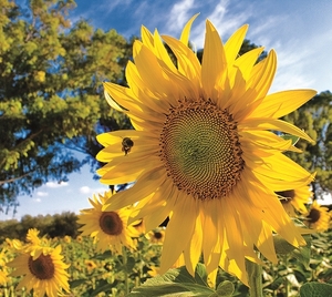 Falinaptár 30x30cm Sunflowers REALSYSTEM 6097
