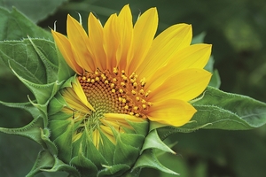 Falinaptár 30x30cm Sunflowers REALSYSTEM 6097