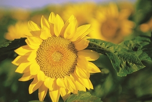 Falinaptár 30x30cm Sunflowers REALSYSTEM 6097