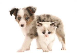 Falinaptár 30x30cm Young Love REALSYSTEM 6097 Kittens & Puppies