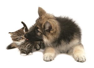 Falinaptár 30x30cm Young Love REALSYSTEM 6097 Kittens & Puppies