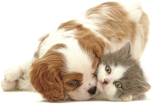 Falinaptár 30x30cm Young Love REALSYSTEM 6097 Kittens & Puppies