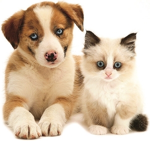 Falinaptár 30x30cm Young Love REALSYSTEM 6097 Kittens & Puppies