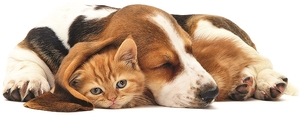 Falinaptár 30x30cm Young Love REALSYSTEM 6097 Kittens & Puppies